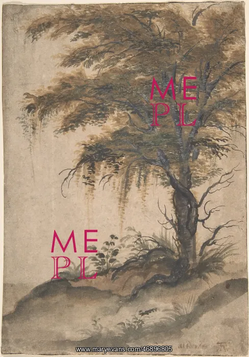 : Study of a tree, mid-16th?early 17th century : Study of a tree, mid-16th?early 17th century