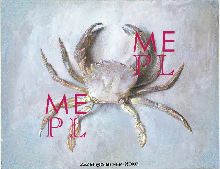 : Study of a Velvet Crab : Study of a Velvet Crab