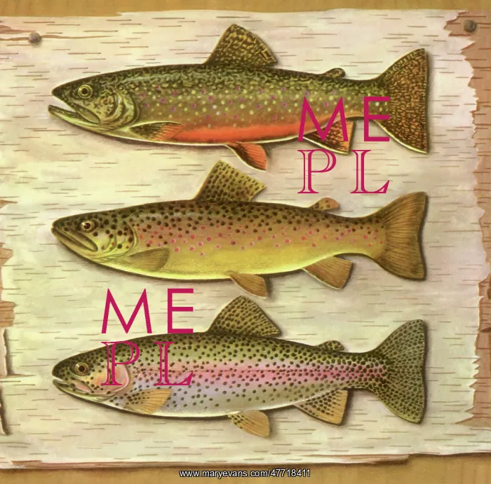 : Three Stuffed Trout