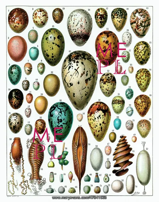 : Eggs. A stunning variety of eggs : Eggs. A stunning variety of eggs