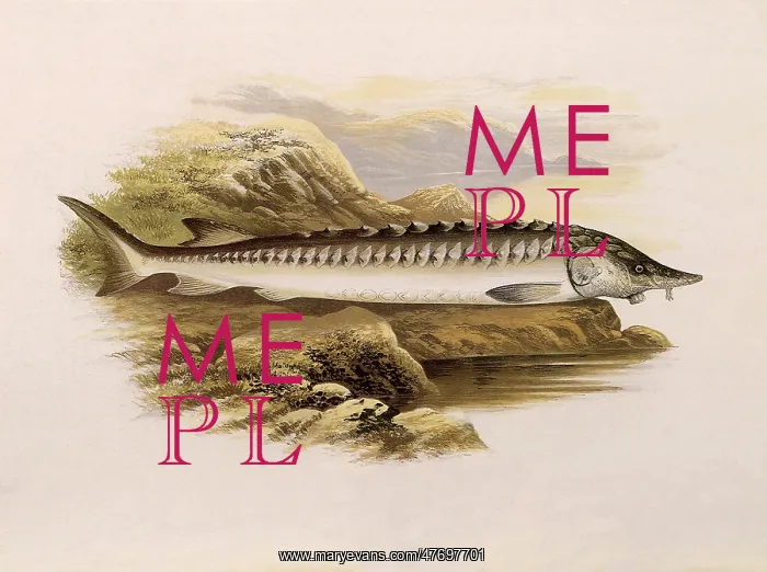  : Sturgeon