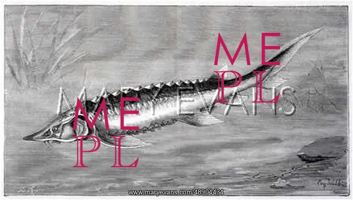  : A STURGEON