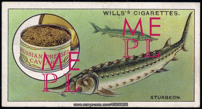 : STURGEON AND CAVIAR : STURGEON AND CAVIAR
