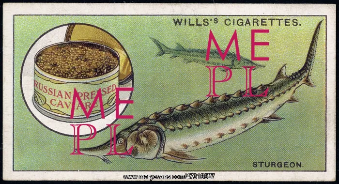 : STURGEON AND CAVIAR : STURGEON AND CAVIAR