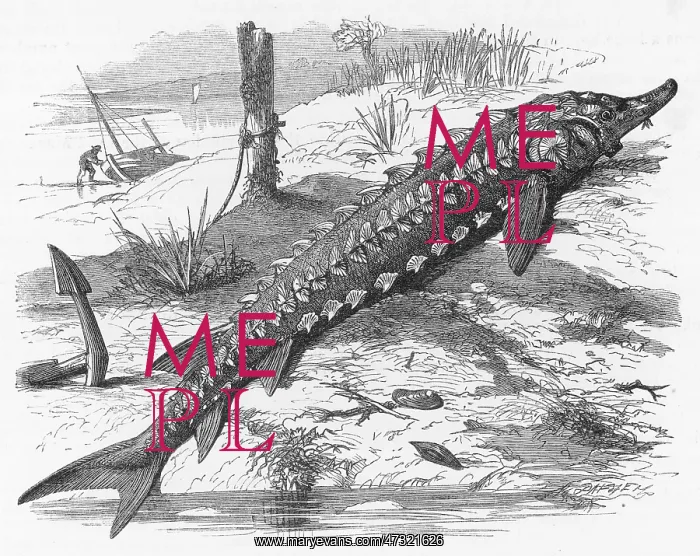  : STURGEON / RIVERBANK C1860
