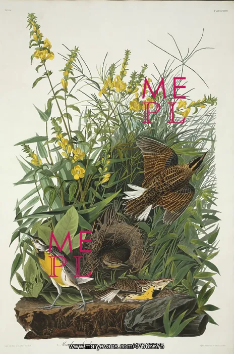 : Sturnella magna, eastern meadowlark : Sturnella magna, eastern meadowlark