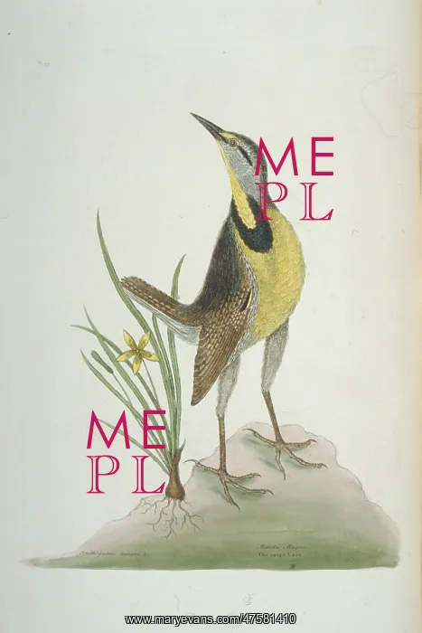 : Sturnella magna, eastern meadowlark : Sturnella magna, eastern meadowlark