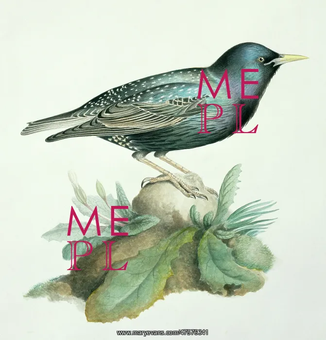 : Sturnus vulgaris, starling : Sturnus vulgaris, starling