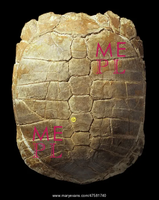 : Stylemys nebrascensis, tortoise carapace : Stylemys nebrascensis, tortoise carapace