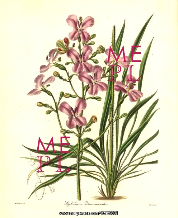 : Stylidium affine : Stylidium affine