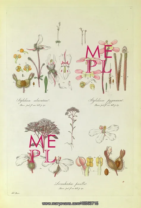 : Stylidium calcaratum, S. pygmaeum : Stylidium calcaratum, S. pygmaeum