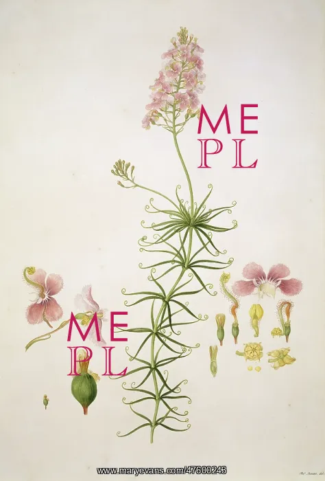 : Stylidium scandens, climbing trigger plant : Stylidium scandens, climbing trigger plant