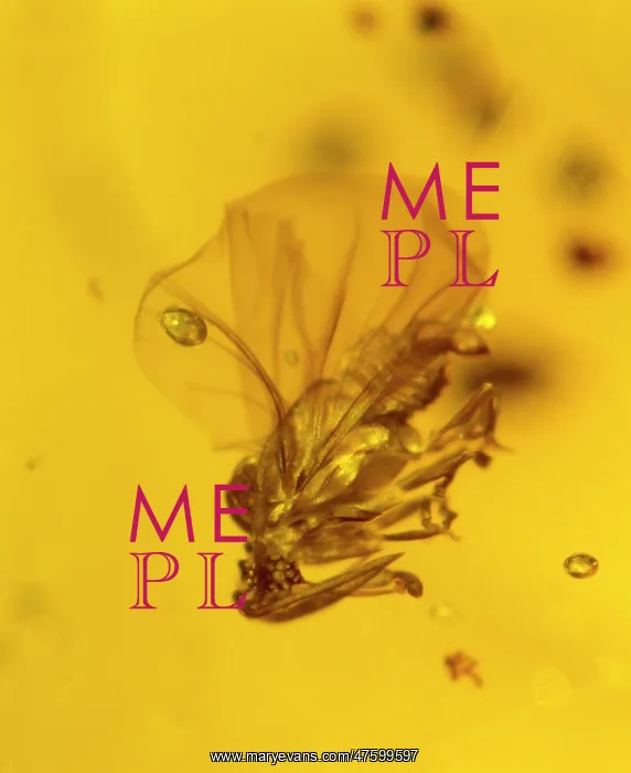 : Stylopid in amber : Stylopid in amber
