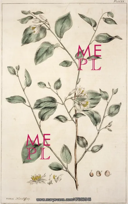 : Styrax benzoin, gum benjamin : Styrax benzoin, gum benjamin