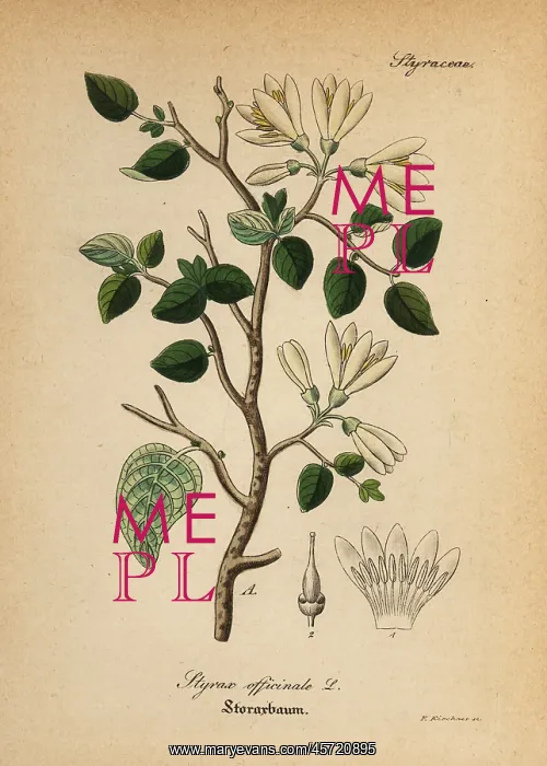 : Styrax bush, Styrax officinalis : Styrax bush, Styrax officinalis