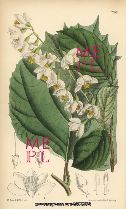 : Styrax obassia, native of Japan and Korea : Styrax obassia, native of Japan and Korea