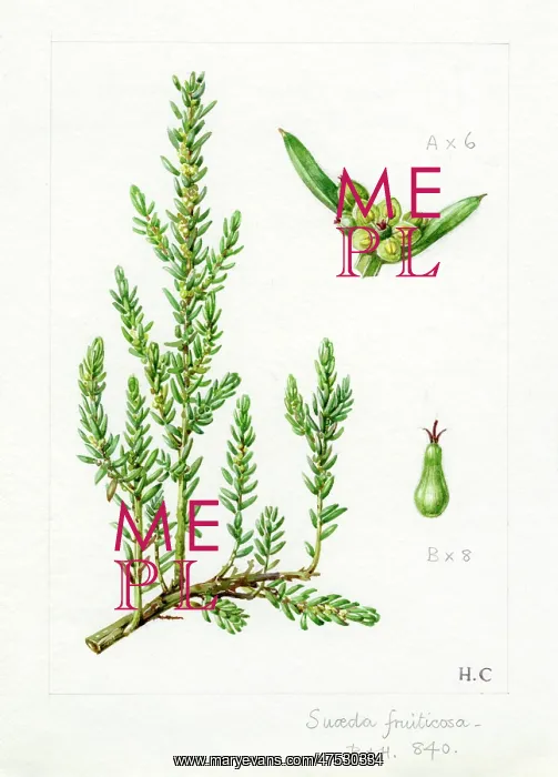 : Suaeda fruticosa - shrubby seablight : Suaeda fruticosa - shrubby seablight