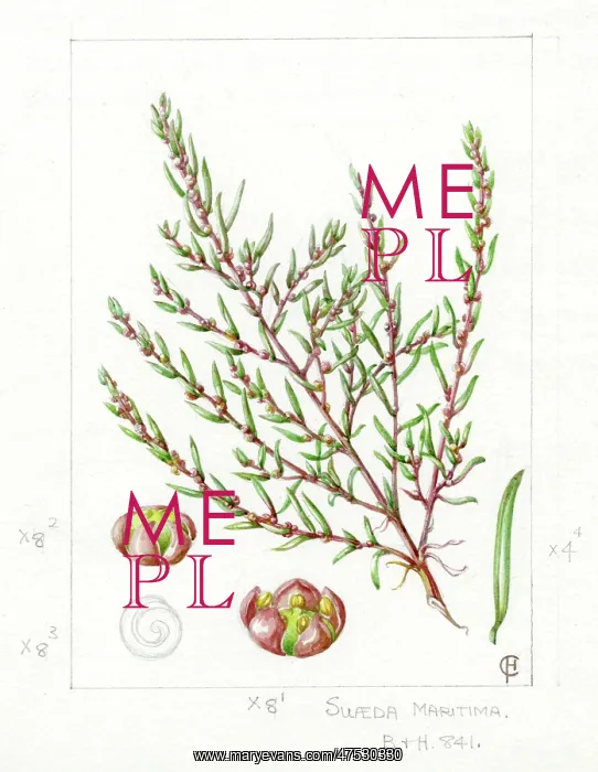 : Suaeda maritima - herbaceous seepweed : Suaeda maritima - herbaceous seepweed