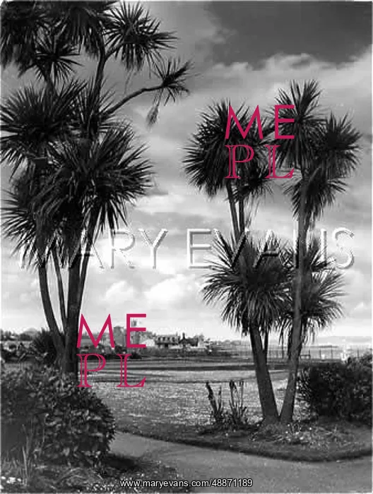 : SUB-TROPICAL CORNWALL : SUB-TROPICAL CORNWALL