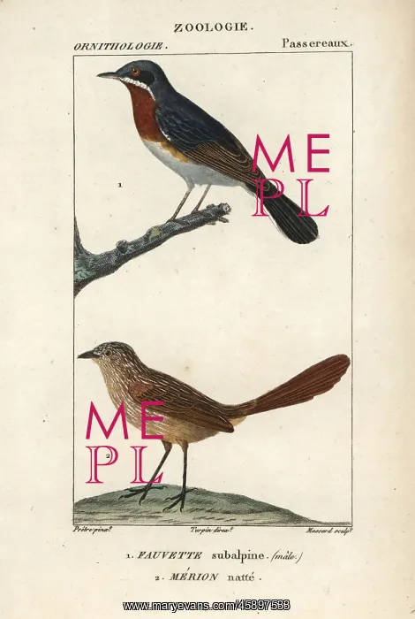 : Subalpine warbler, Sylvia cantillans (male) : Subalpine warbler, Sylvia cantillans (male)