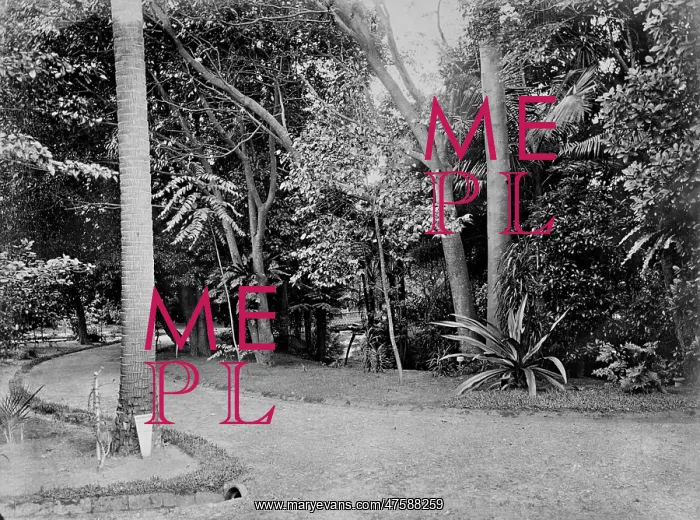 : Subtropical garden : Subtropical garden