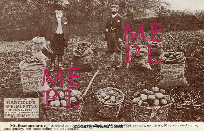 : A succesful crop of potatoes grown using Hadfield's Manure : A succesful crop of potatoes grown using Hadfield's Manure
