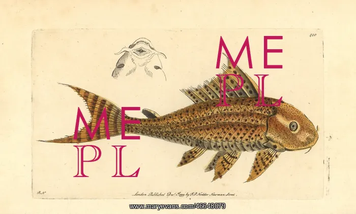 : Suckermouth catfish, Hypostomus plecostomus : Suckermouth catfish, Hypostomus plecostomus