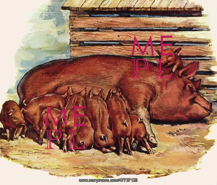 : Suckling Piglets with Mother