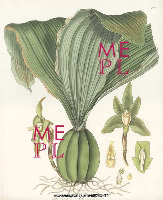 : Sudamerlycaste barringtoniae orchid : Sudamerlycaste barringtoniae orchid