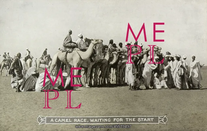 : Sudan - A Camel Race : Sudan - A Camel Race