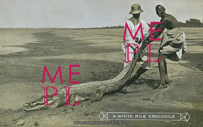 : Sudan - A White Nile Crocodile : Sudan - A White Nile Crocodile