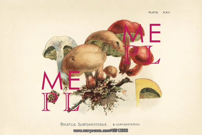 : Suede bolete and red cracking bolete : Suede bolete and red cracking bolete