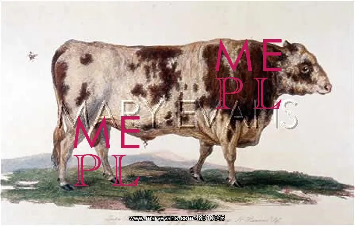 : SUFFOLK BULL / EGREMONT : SUFFOLK BULL / EGREMONT