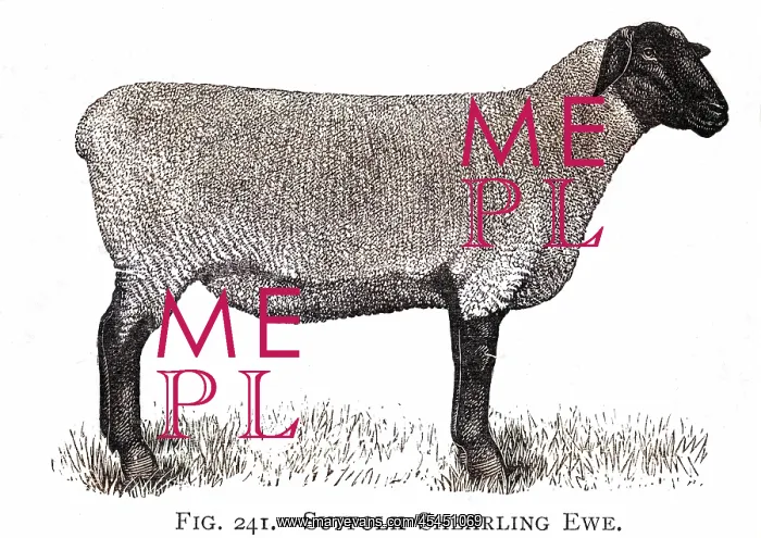  : Suffolk Shearling ewe breed of sheep