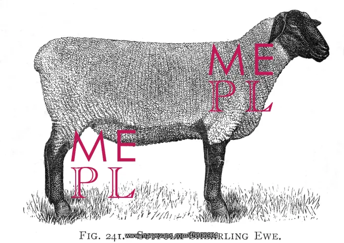  : Suffolk Shearling ewe breed of sheep