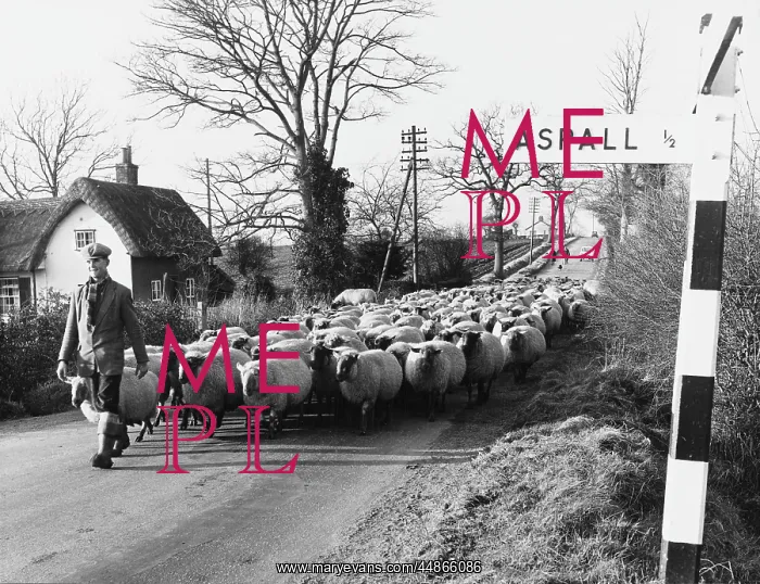 : SUFFOLK SHEPHERD : SUFFOLK SHEPHERD