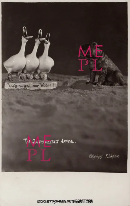 : Suffragette Geese want a Vote : Suffragette Geese want a Vote