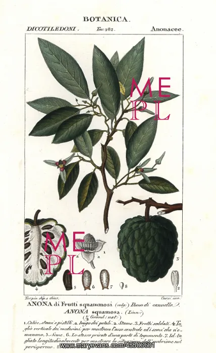 : Sugar apple, Annona squamosa : Sugar apple, Annona squamosa