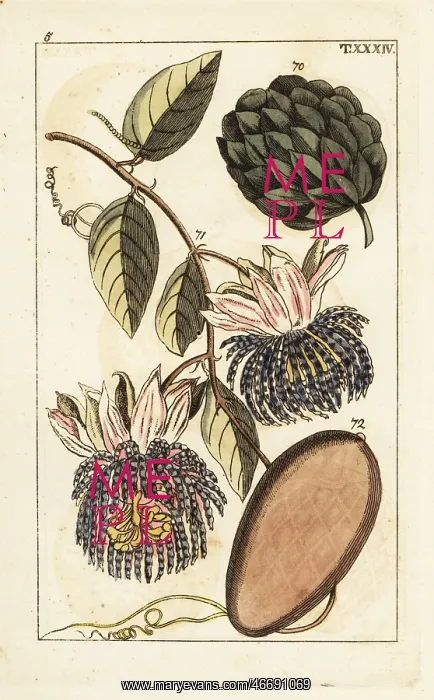 : Sugar apple and water lemon : Sugar apple and water lemon