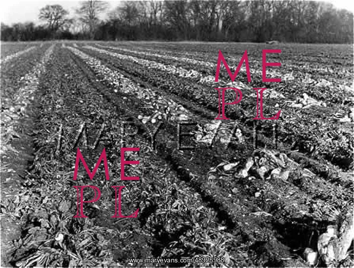 : SUGAR BEET CROP : SUGAR BEET CROP