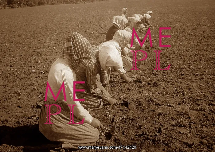  : Sugar beet farming in Sweden
