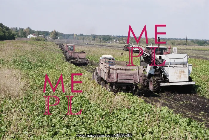 : Sugar Beet Harvest : Sugar Beet Harvest