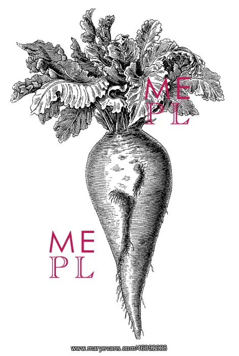 : Sugar beet plant : Sugar beet plant