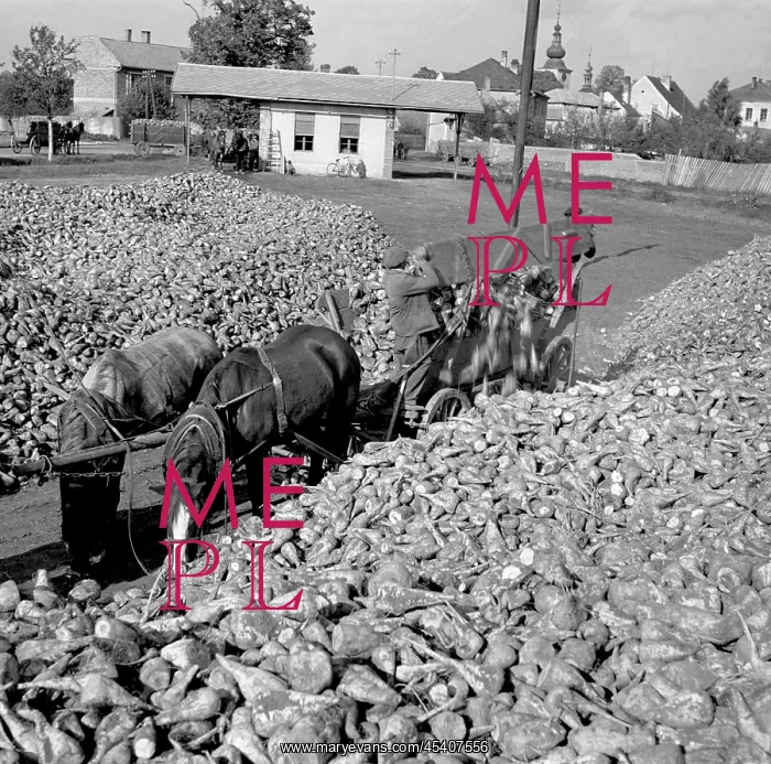 : Sugar beets : Sugar beets