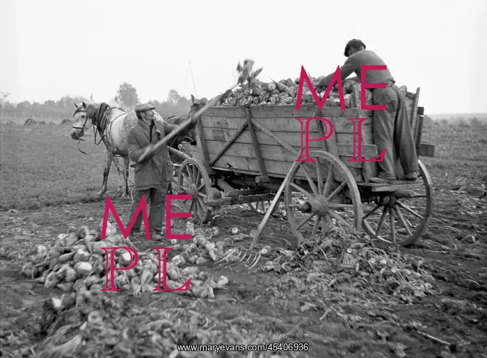 : Sugar beets harvest : Sugar beets harvest