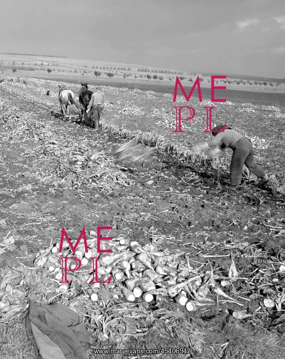 : Sugar beets harvest : Sugar beets harvest
