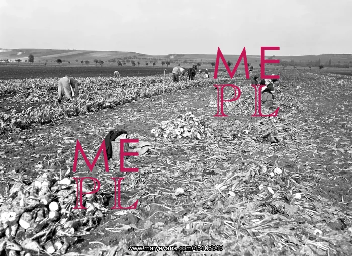 : Sugar beets harvest : Sugar beets harvest