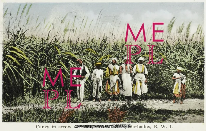 : Sugar Cane field - Barbados : Sugar Cane field - Barbados