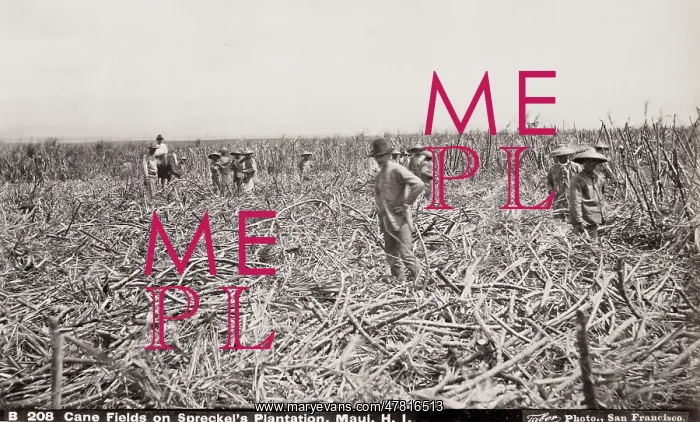 : Sugar Cane Fields, workers cutting cane, Maui, Hawaii : Sugar Cane Fields, workers cutting cane, Maui, Hawaii