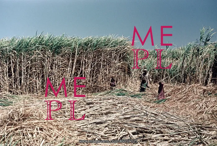 : Sugar cane harvest, Egypt 1956 : Sugar cane harvest, Egypt 1956